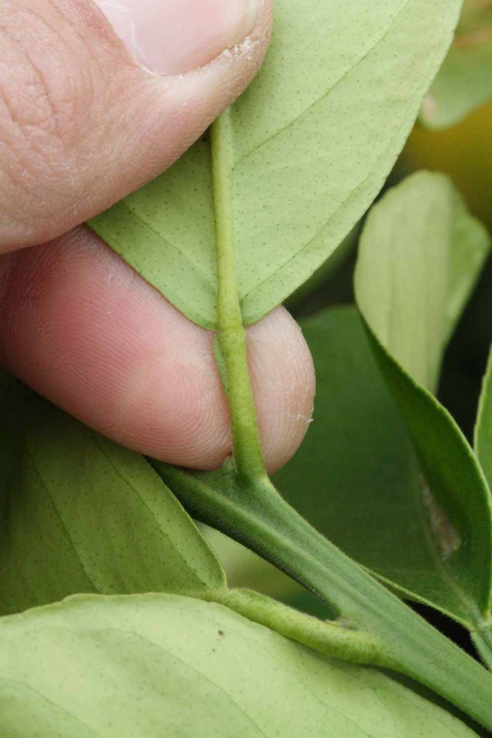              Petiole (Riverside, CA)       